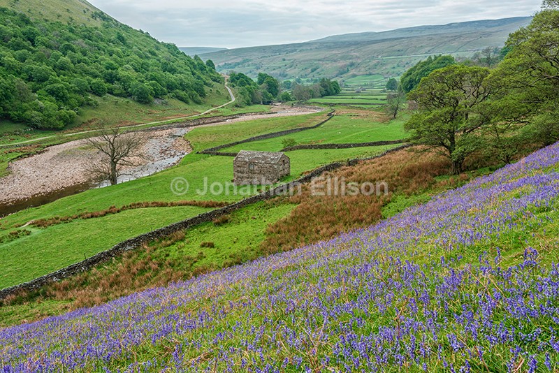 Swaledale Bluebells - The Yorkshire Dales