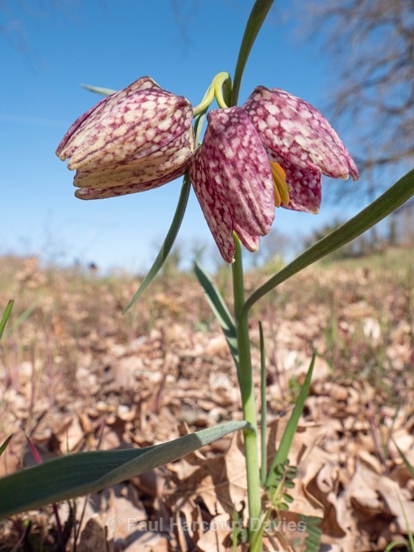 Snakeshead fitillary ( Fritillaria meleagris) - Flower Portraits