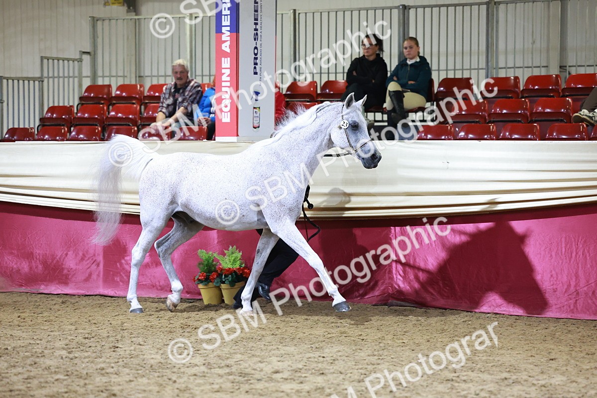 SBM_21202 - Class R - Veteran Champ