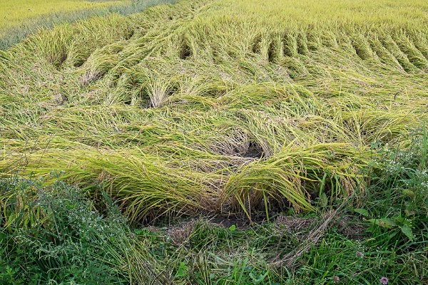 13 Rice Field after Heavy Weather - Autumn Rice