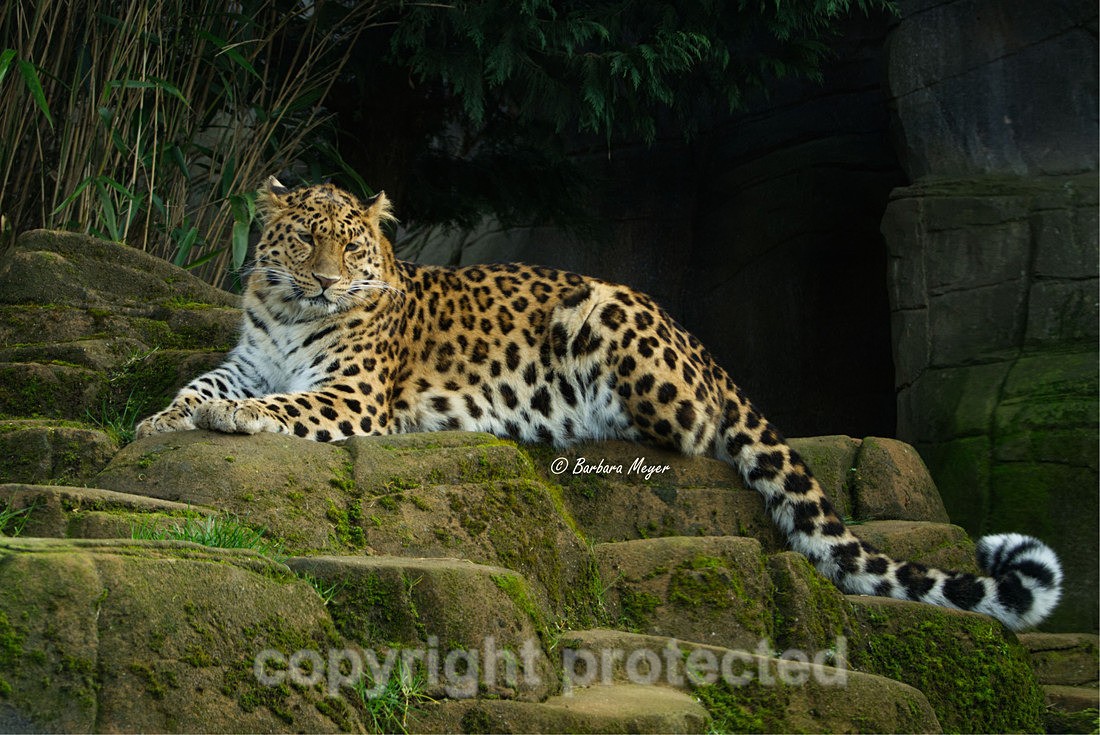 Amur Leopard - Esra - Big Cats