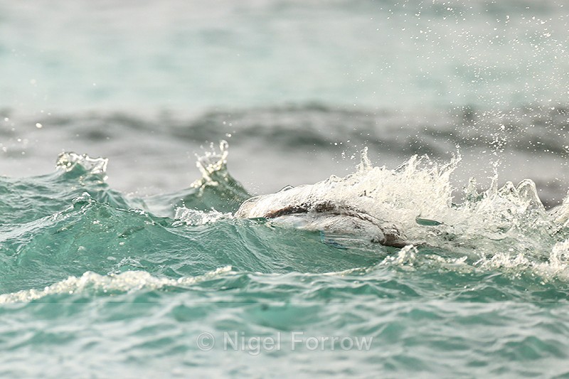 Blue-footed Booby misses fish during dive, San Cristobal, Galapagos - Blue-footed Booby