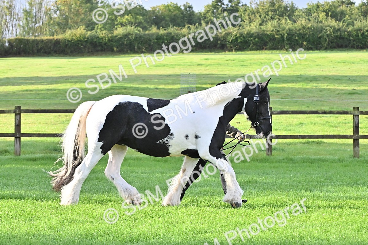 SBM_32600 - S15 - Top Turnout In Hand
