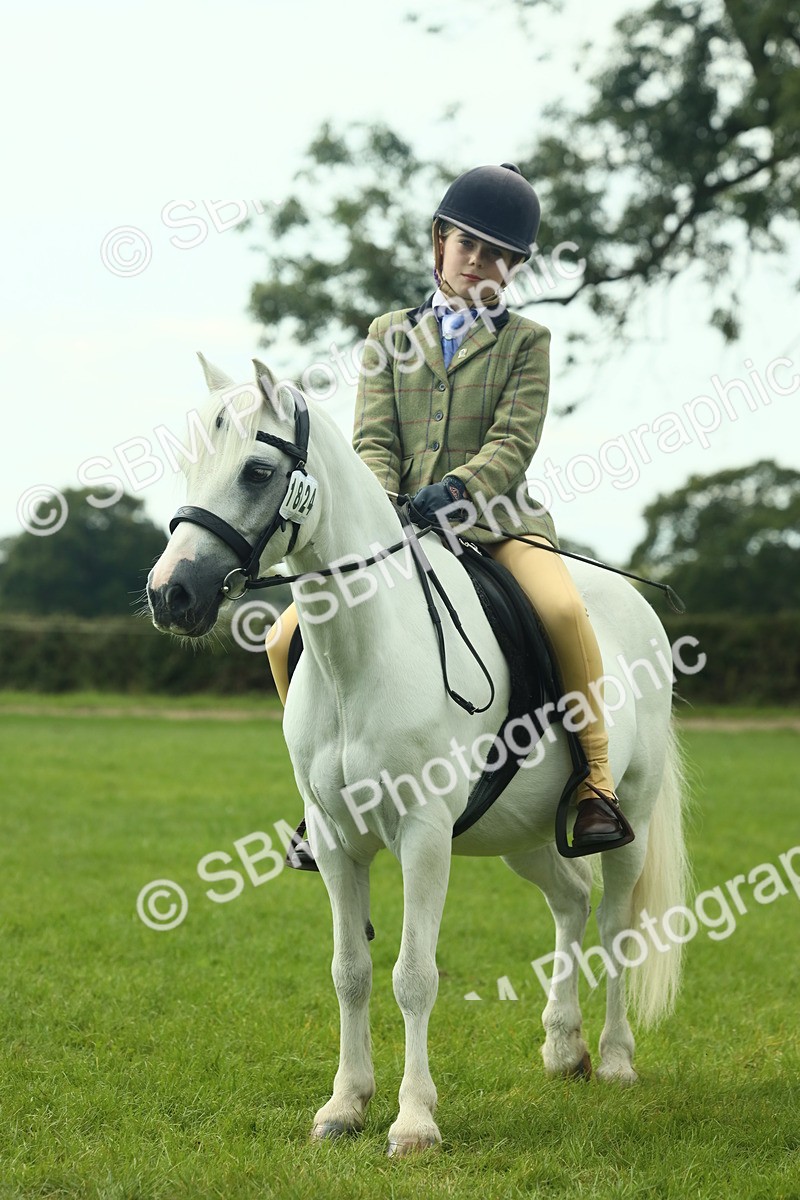 SBM_66464 - S34 - Rehabilitated Rescue Horse & Pony In Hand & Ridden