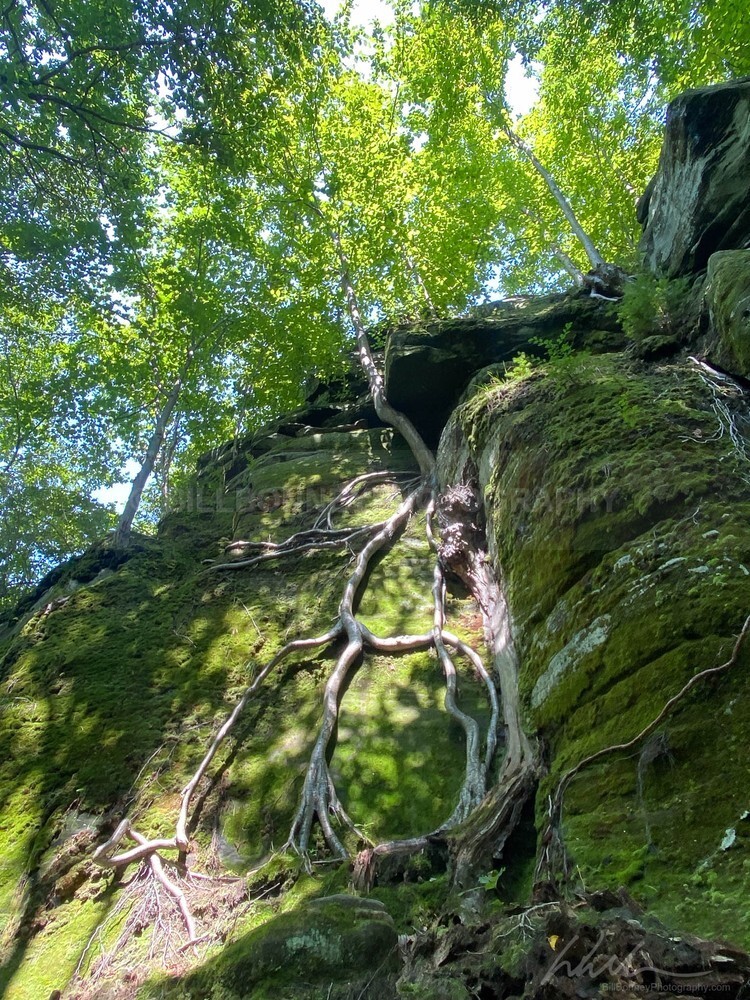 IMG_2232 - Trees