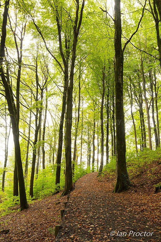 Tall Trees at Portglenone Forest - Autumn