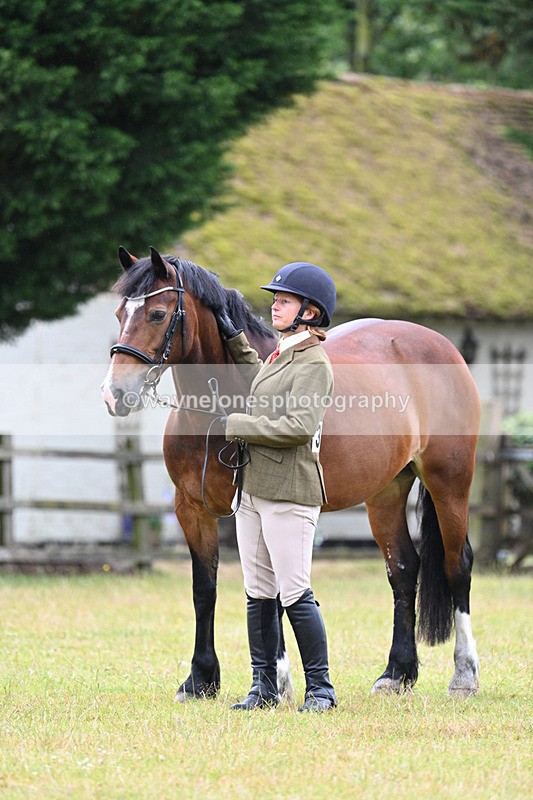 WJ7_6323 - Class 4a Prettiest Mare over 14hh