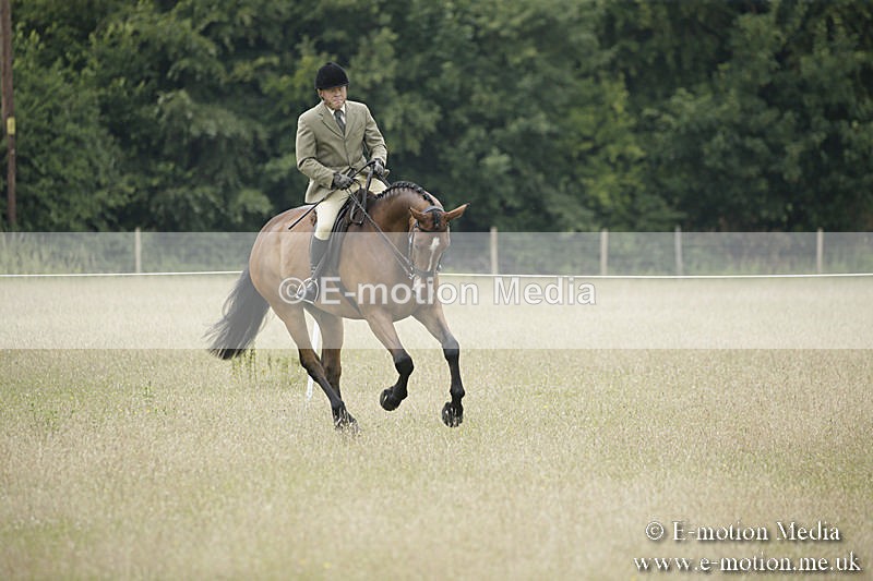 B230619-0705 - Bourne Valley Riding Club Summer Show 23/06/19