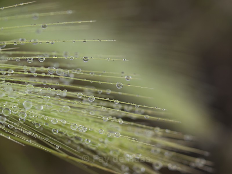 20140529_0119 - After the rain