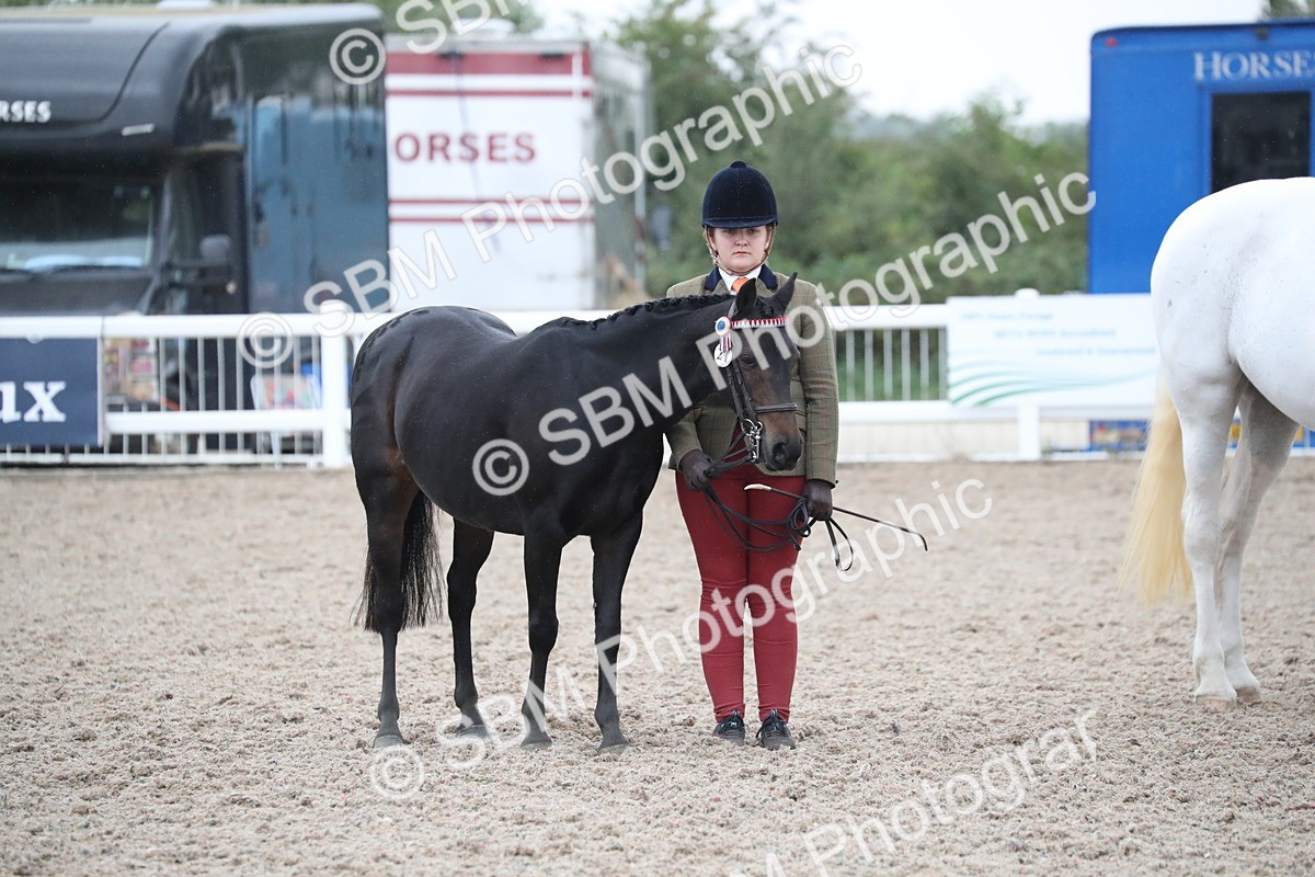 SBM_18390 - Class 318 IH Part bred Horse/Pony