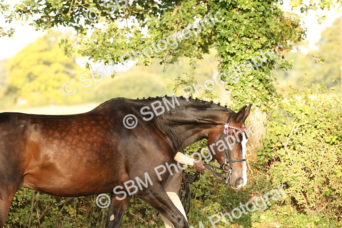 SBM_54917 - S52 - Riding Horse & Hack & thoroughbred In Hand