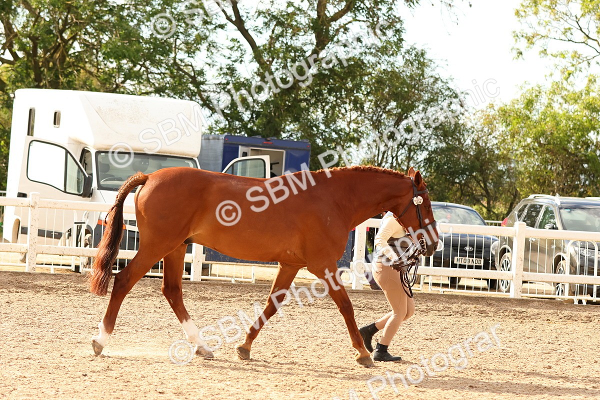SBM_18354 - Class 318 - IH Part Bred Horse Pony