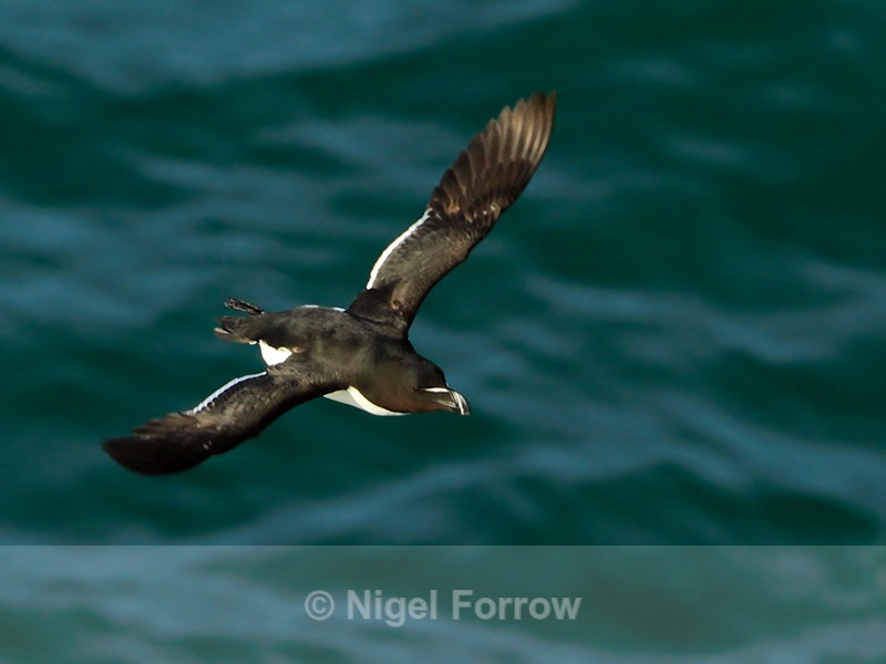 Razorbill in flight below the cliffs at Durlston - Razorbill