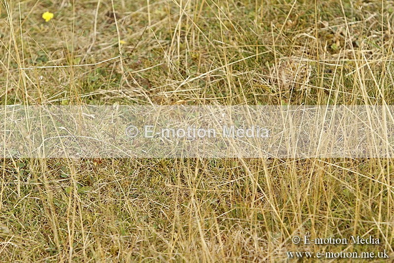 _BS_0463 - BVRC Show 2018 Ring 3