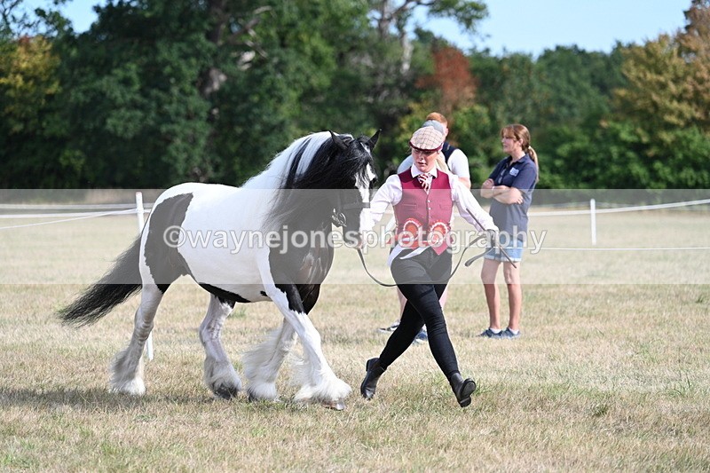 WJ7_8103 - In-hand Championship