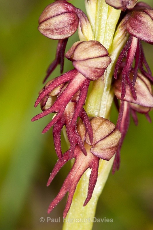  - Orchids - Crete
