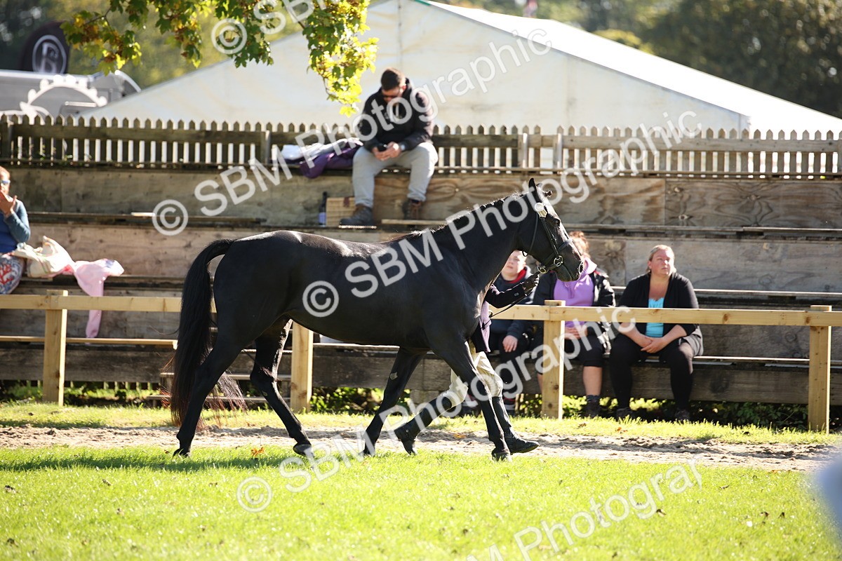 SBM_36618 - S10 - Best In Hand Horse & Pony