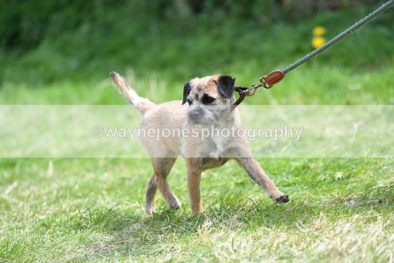 WJ5_0426 - Class 7 Best Terrier