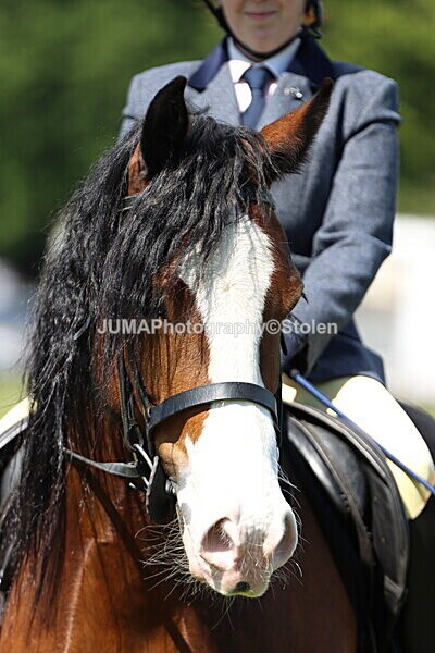 IMG_4152 - Working Hunter