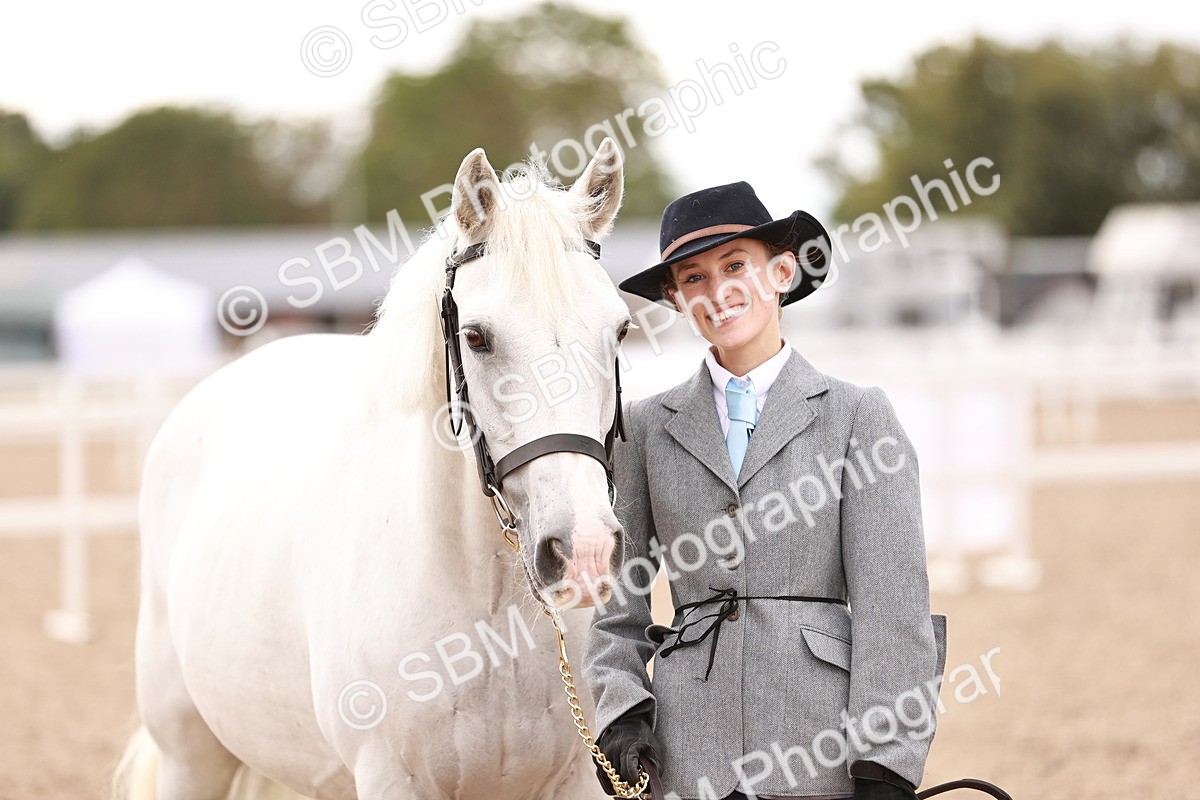 SBM_16239_Class 412 - Handsome Gelding IH or Redden Adult - Lily