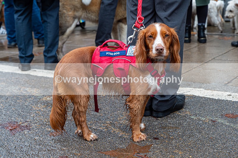 NGP_7125 - Animals In War Memorial - 10-11-23