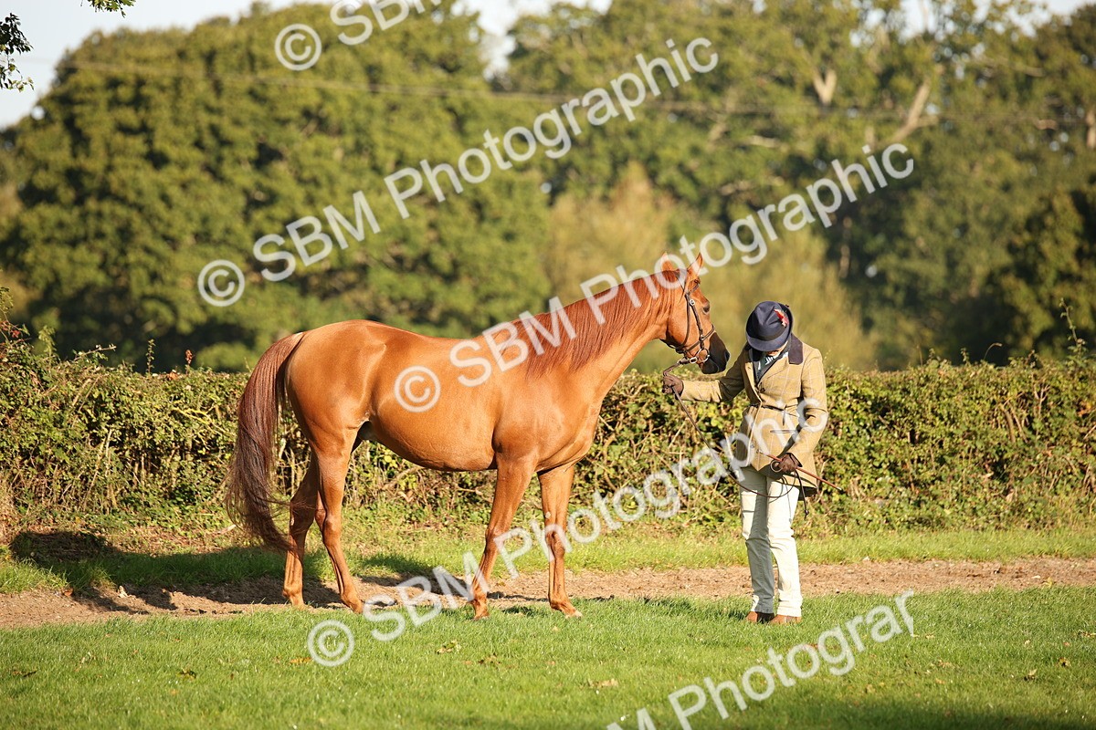 SBM_57556 - S50 - Foreign Breeds In Hand