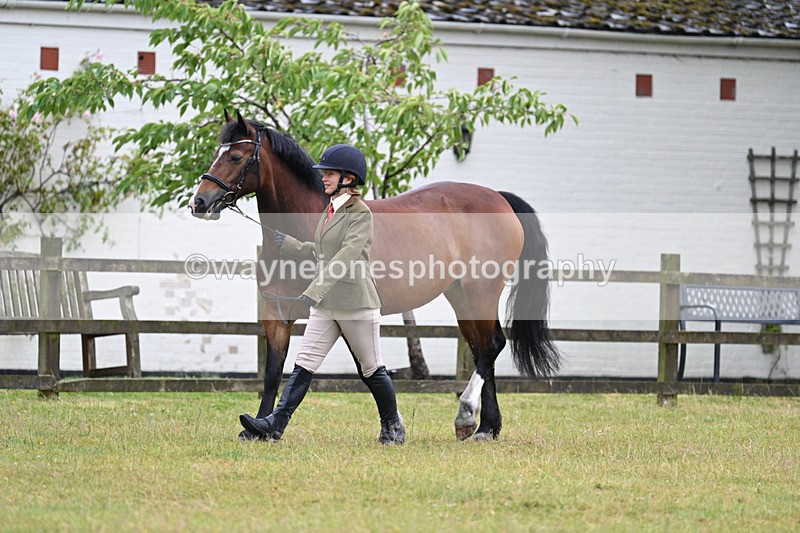 WJ7_6016 - Class 4a Prettiest Mare over 14hh