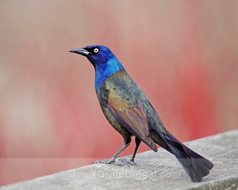 Common Grackle Quiscalus quiscula - Birds of Atlantic Canada