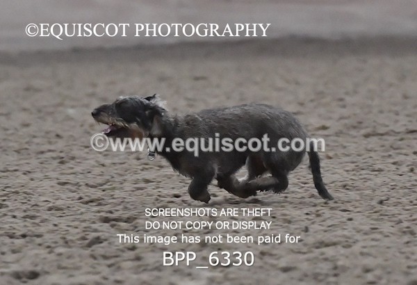 BPP_6330 - CARLA DOGS