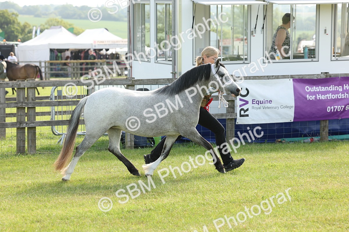 SBM_00624 - Class 6-13 - Mountatin and Moorland In Hand Welsh Breeds