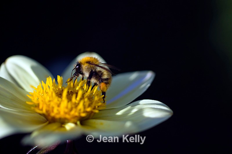 Bee - 6562 - Insects