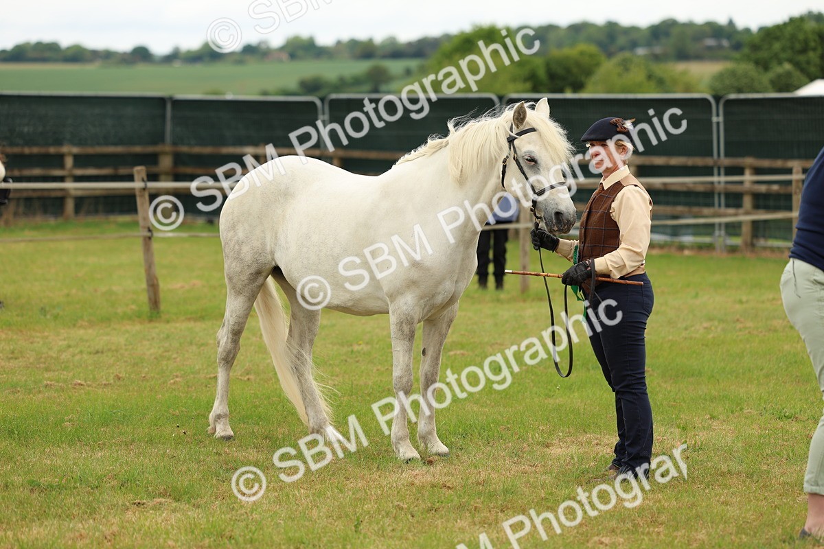 SBM_04251 - Class 64-67 - Shetland Pony In Hand