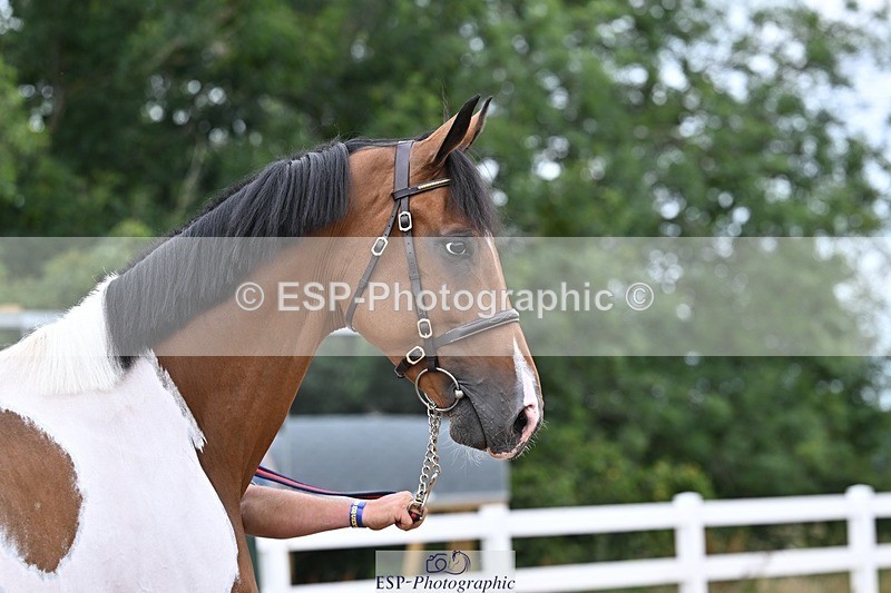 250716-134258-00653 - Trot Up 1.30 to 2.30