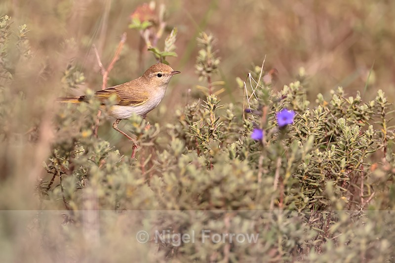 Western Bonelli's Warbler, Claret, Spain - Western Bonelli's Warbler