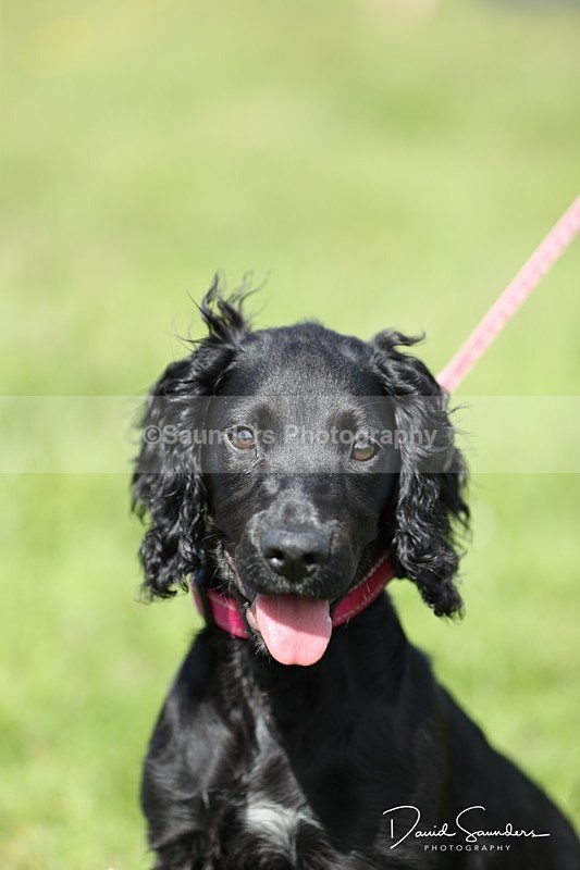 SPXX0566 - Dog show