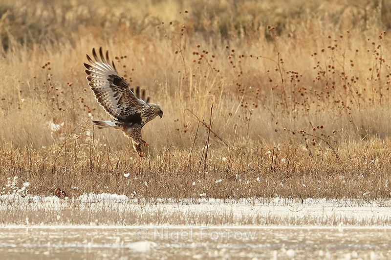 Rough-legged Hawk takes off, Bosque del Apache, New Mexico - Rough-legged Hawk