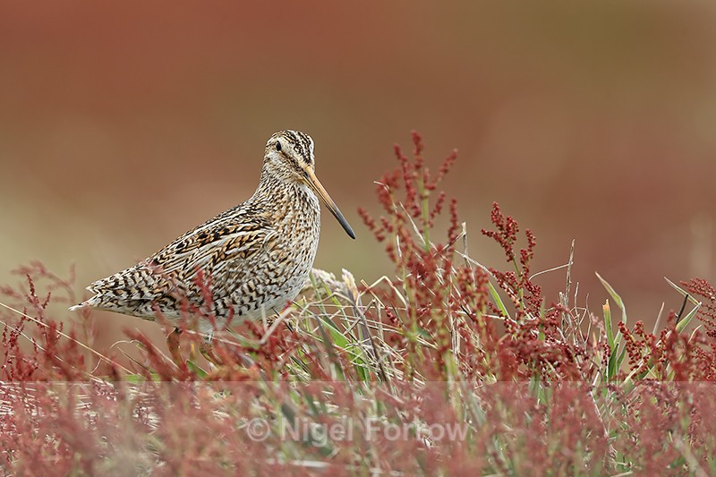 Magellanic Snipe & red sheep's sorrel, Falklands - Magellanic Snipe