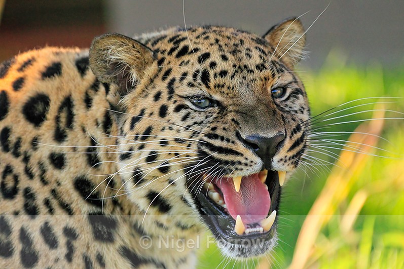 Close-up of Amur Leopard snarling - Leopard