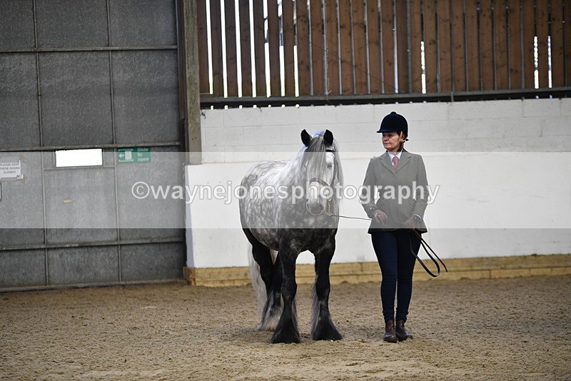 WJ5_4457 - Class 6 In hand M&M - Large Breeds