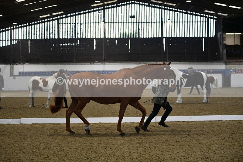 WJ5_3632 - Class 5 In Hand Veterans