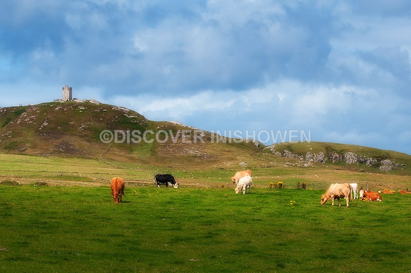 Cows grazing at field Ballyhillion, Malin Head - Nature
