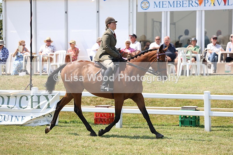 3E7A9299 - Class 12: Open Racehorse to Show Horse