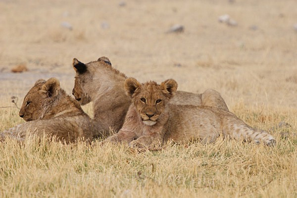  - African Journey