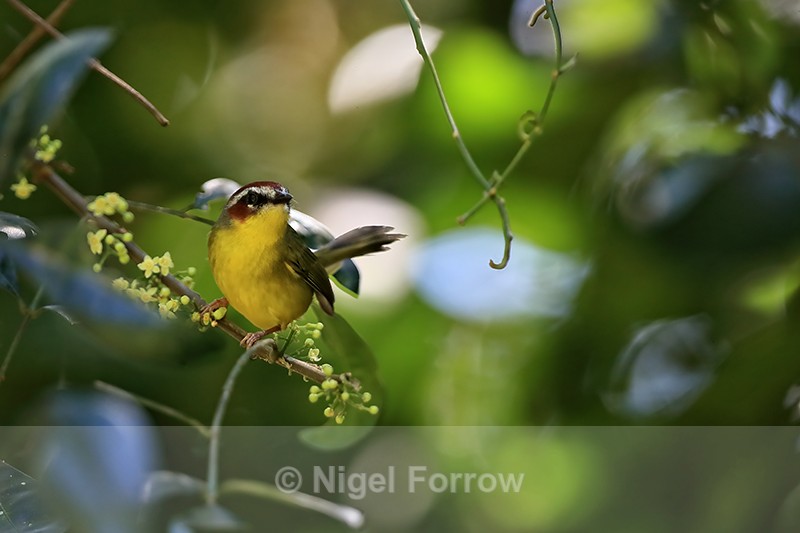 Chestnut-capped Warbler perched, Costa Rica - Chestnut-capped Warbler