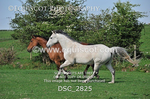 DSC_2825 - ARCHIVE REQUEST - Quincy and Guinness