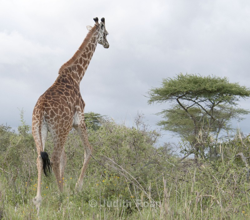 Giraffe - Tanzania Birds and Mammals