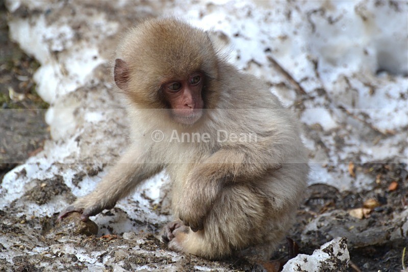 Just out of the pool... - Japanese wildlife - Snow Monkeys