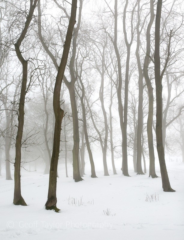 Winter 2 (Springfield Coppice) - Wenlock Edge