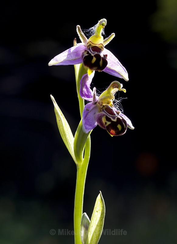  - BEE ORCHIDS