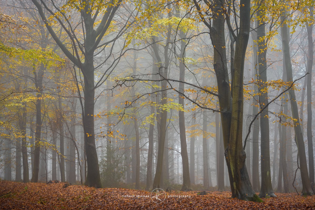 Woodland fog - Woodland